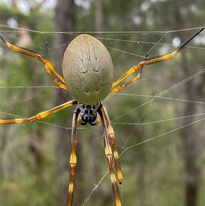 Trichonephila plumipes at Bonny Hills, NSW - suppressed
