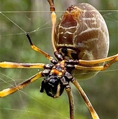 Trichonephila plumipes at Bonny Hills, NSW - suppressed