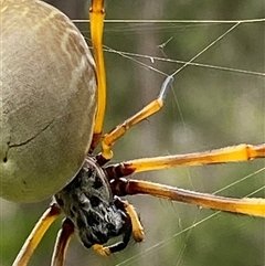 Trichonephila plumipes at Bonny Hills, NSW - suppressed