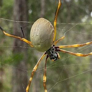 Trichonephila plumipes at Bonny Hills, NSW - suppressed