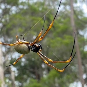 Trichonephila plumipes at Bonny Hills, NSW - suppressed