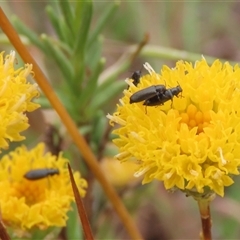 Dasytinae (subfamily) (Soft-winged flower beetle) at Gundary, NSW - 10 Jan 2025 by glbn1