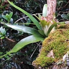 Platycerium bifurcatum at O'Reilly, QLD - Today by LyndalT