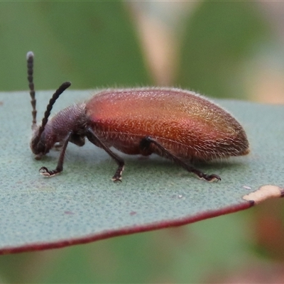 Ecnolagria grandis (Honeybrown beetle) at Goulburn, NSW - 12 Feb 2025 by glbn1