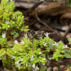 Megachile (Eutricharaea) serricauda (Leafcutter bee, Megachilid bee) at Downer, ACT - 21 Feb 2025 by RobertD