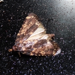 Aglossa caprealis (Small Tabby, Stored Grain Moth) at Goulburn, NSW - 2 Feb 2025 by glbn1