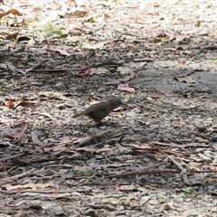 Sericornis frontalis (White-browed Scrubwren) at Uriarra Village, ACT - 4 Feb 2025 by RAllen