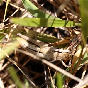 Caledia captiva (grasshopper) at Woolgarlo, NSW - 10 Feb 2025 by ConBoekel