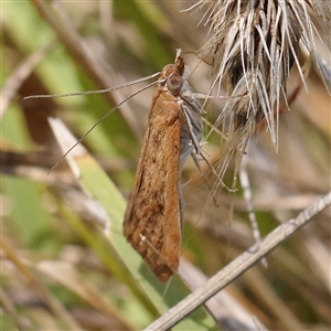 Achyra affinitalis at Woolgarlo, NSW - 10 Feb 2025 12:04 PM