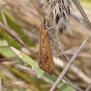 Achyra affinitalis at Woolgarlo, NSW - 10 Feb 2025 12:04 PM