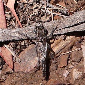 Bathypogon sp. (genus) (A robber fly) at Woolgarlo, NSW - 10 Feb 2025 by ConBoekel