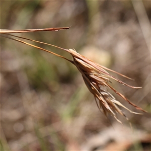 Themeda triandra at Woolgarlo, NSW - 10 Feb 2025 12:21 PM