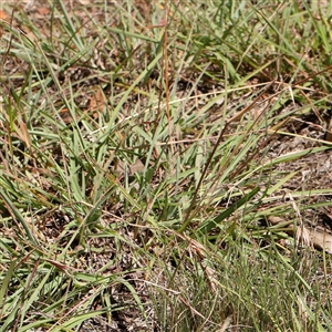 Themeda triandra at Woolgarlo, NSW - 10 Feb 2025 12:21 PM