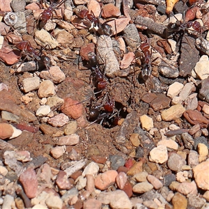 Iridomyrmex purpureus at Woolgarlo, NSW - 10 Feb 2025 12:22 PM