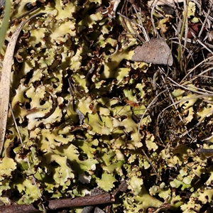 Unidentified Lichen at Woolgarlo, NSW - 10 Feb 2025 by ConBoekel