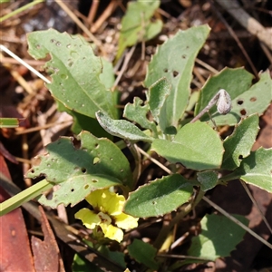 Goodenia hederacea at Woolgarlo, NSW - 10 Feb 2025 by ConBoekel