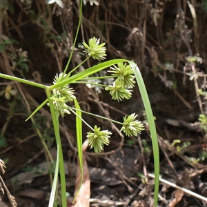 Cyperus eragrostis at Burrinjuck, NSW - 10 Feb 2025 01:06 PM