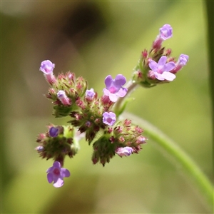 Verbena bonariensis at Burrinjuck, NSW - 10 Feb 2025 by ConBoekel