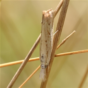 Culladia cuneiferellus (Crambinae moth) at Burrinjuck, NSW - 10 Feb 2025 by ConBoekel