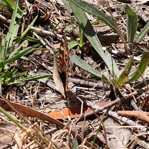 Junonia villida at Burrinjuck, NSW - 10 Feb 2025 01:12 PM