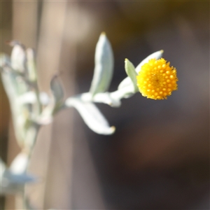 Chrysocephalum apiculatum (Common Everlasting) at Bango, NSW - 11 Feb 2025 by ConBoekel