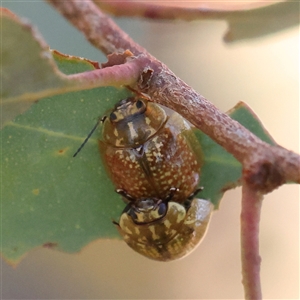 Paropsisterna cloelia (Eucalyptus variegated beetle) at Bango, NSW - 11 Feb 2025 by ConBoekel