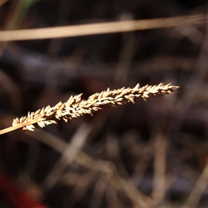 Carex appressa (Tall Sedge) at Bango, NSW - 11 Feb 2025 by ConBoekel