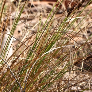 Carex appressa at Bango, NSW - 11 Feb 2025 08:54 AM