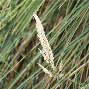 Holcus lanatus (Yorkshire Fog) at Bango, NSW - 11 Feb 2025 by ConBoekel