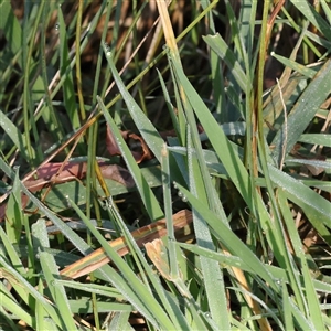 Holcus lanatus at Bango, NSW - 11 Feb 2025 08:55 AM