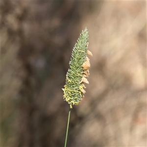 Phalaris aquatica (Phalaris, Australian Canary Grass) at Bango, NSW - 11 Feb 2025 by ConBoekel