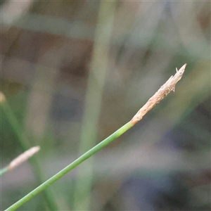 Eleocharis sp. at Bango, NSW - 11 Feb 2025 08:59 AM