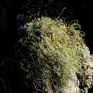 Usnea sp. (genus) at Bango, NSW - 11 Feb 2025 by ConBoekel