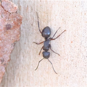 Polyrhachis sp. (genus) (A spiny ant) at Bango, NSW - 11 Feb 2025 by ConBoekel