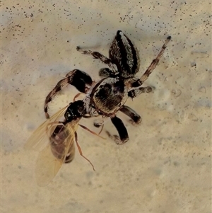 Maratus scutulatus (A jumping spider) at Parkes, ACT - 21 Feb 2025 by Pirom