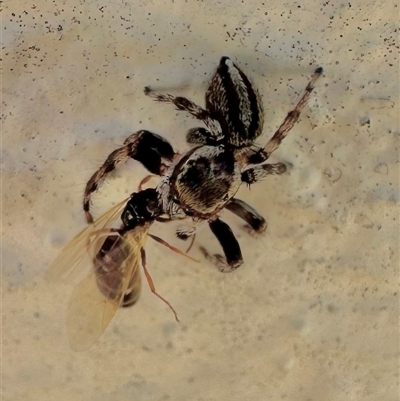 Maratus scutulatus at Parkes, ACT - Yesterday by Pirom