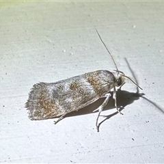 Acmotoma magniferella (Acmotoma magniferella) at Depot Beach, NSW - 18 Feb 2025 by Pirom