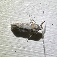 Acmotoma magniferella at Depot Beach, NSW - 18 Feb 2025 09:51 PM