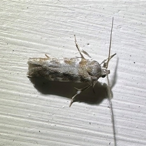 Acmotoma magniferella at Depot Beach, NSW - 18 Feb 2025 09:51 PM