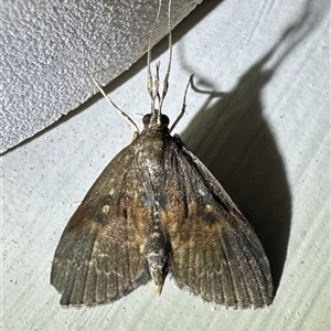Camptomastix hisbonalis at Depot Beach, NSW - 18 Feb 2025 09:49 PM