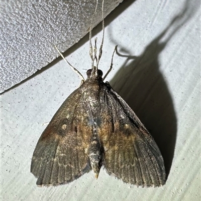 Camptomastix hisbonalis (A Crambid moth (Spilomelinae)) at Depot Beach, NSW - 18 Feb 2025 by Pirom