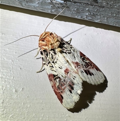 Spodoptera picta (Lily Caterpillar) at Depot Beach, NSW - 18 Feb 2025 by Pirom