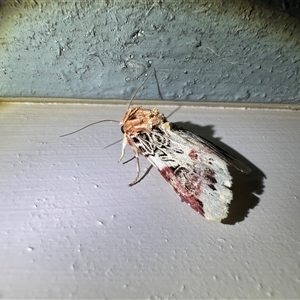 Spodoptera picta at Depot Beach, NSW - 18 Feb 2025 08:46 PM