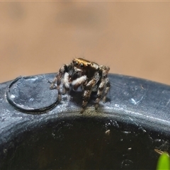 Maratus scutulatus (A jumping spider) at Anembo, NSW - 21 Feb 2025 by Csteele4