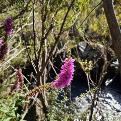 Lythrum salicaria (Purple Loosestrife) at Anembo, NSW - Yesterday by Csteele4