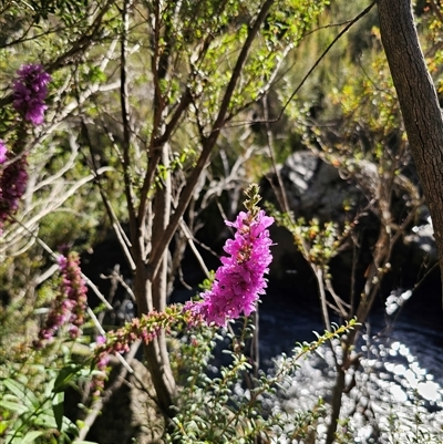 Lythrum salicaria (Purple Loosestrife) at Anembo, NSW - 21 Feb 2025 by Csteele4