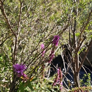 Lythrum salicaria at Anembo, NSW - 21 Feb 2025 08:58 AM