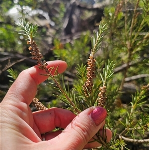 Callistemon pityoides at Anembo, NSW - 21 Feb 2025 08:54 AM