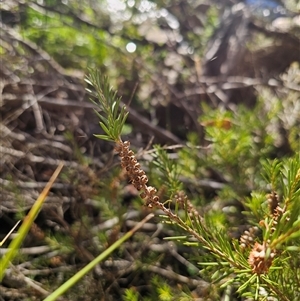 Callistemon pityoides at Anembo, NSW - 21 Feb 2025 08:54 AM