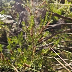 Callistemon pityoides at Anembo, NSW - 21 Feb 2025 08:54 AM